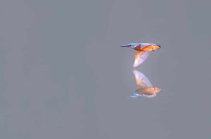 Fotografie Kurs Ammersee (Vögel und Natur)
