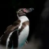 Fotokurs "Zoologischer Garten" Köln