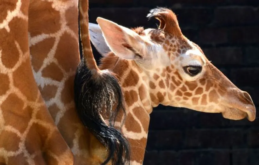 Fotokurs "Zoologischer Garten" Köln