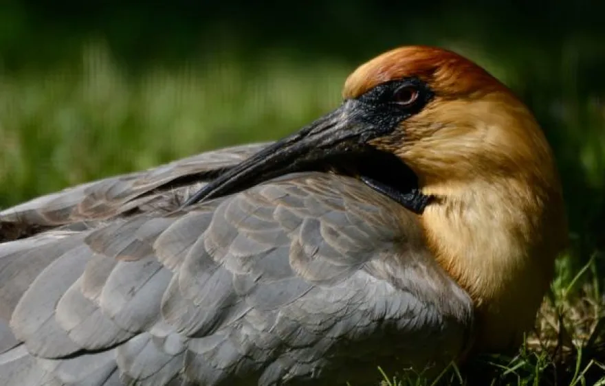 Fotokurs "Zoologischer Garten" Köln