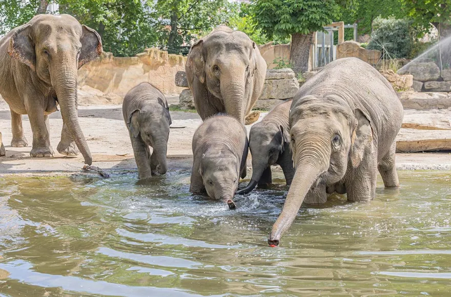 Frühstück & Zoobesuch Leipzig für 2