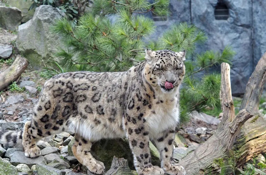 Frühstück & Zoobesuch Leipzig für 2