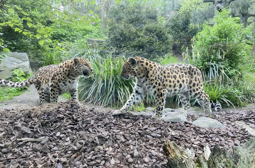 Frühstück & Zoobesuch Leipzig für 2