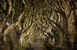 Game of Thrones Filmreise Irland (7 Nächte)