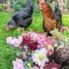 Garten Kurs Bottrop