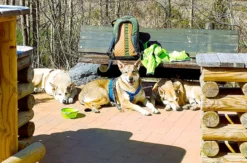 Geführte Wanderungen mit Hund