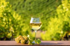 Geführte Weinwanderung Freyburg