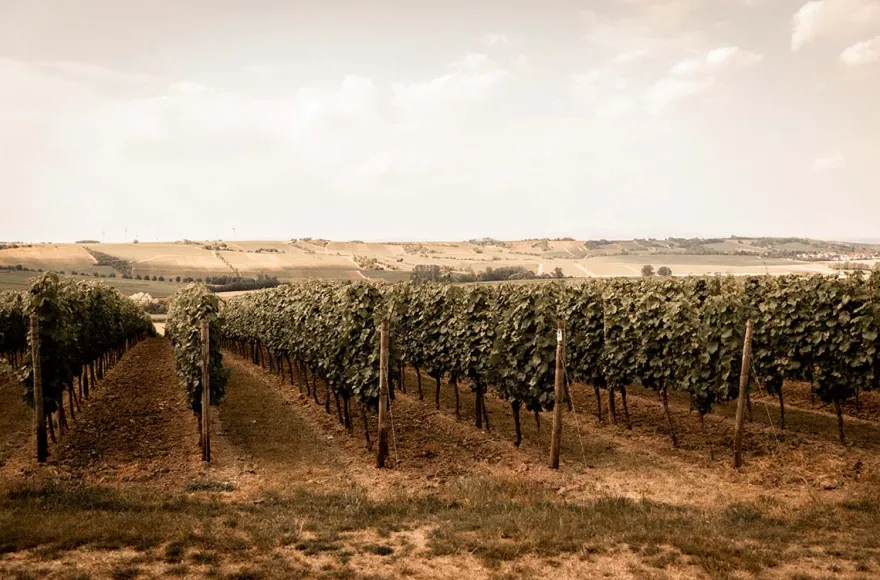 Genussurlaub Rheinhessen für 2 (2 Nächte)