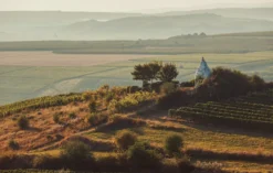 Genusswandern in Rheinhessen Flonheim für 2 (1 Nacht)