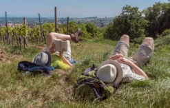 Genusswandern in Rheinhessen Stadecken- Elsheim für 2 (1 Nacht)