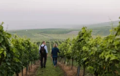 Genusswandern in Rheinhessen Mommenheim für 2 (1 Nacht)