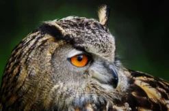 Greifvogelwanderung Voerde