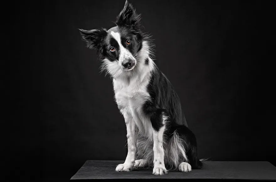 Haustier Fotoshooting Düsseldorf