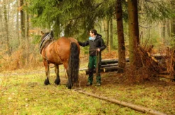 Holzrücken mit Pferden Windeck