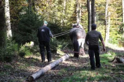 Holzrücken mit Pferden Windeck