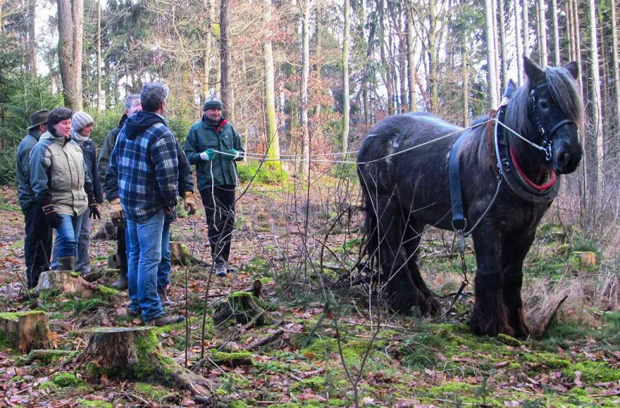 Holzrücken mit Pferden Windeck