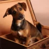 Hunde-Fotoshooting