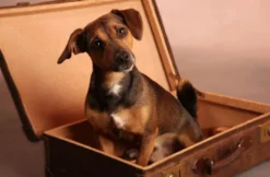 Hunde-Fotoshooting