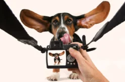 Hunde-Fotoshooting