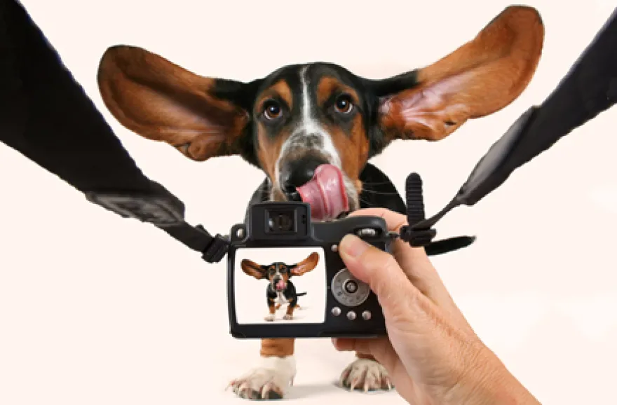 Hunde-Fotoshooting