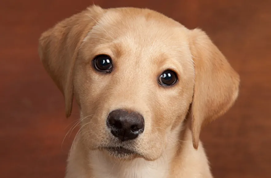 Hunde-Fotoshooting