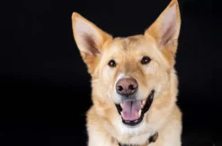 Hunde Fotoshooting Augsburg
