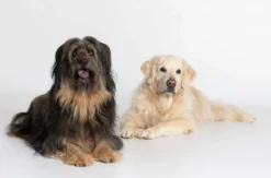 Hunde Fotoshooting Augsburg