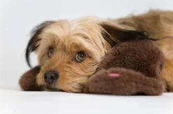 Hunde Fotoshooting Augsburg