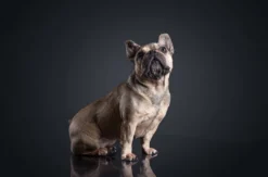 Hunde Fotoshooting Augsburg