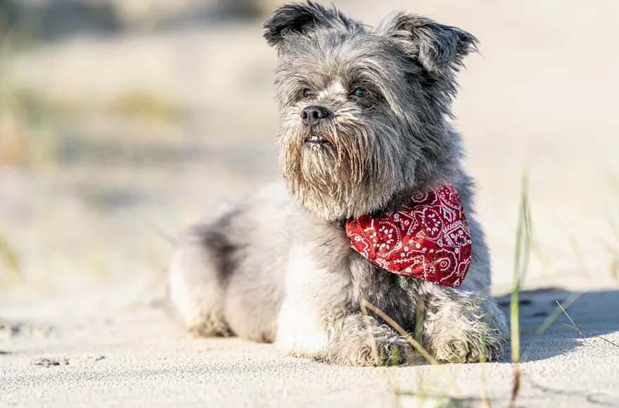 Hundeshooting Sankt Peter-Ording