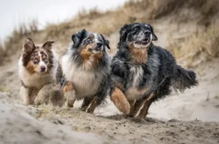 Hundeshooting Sankt Peter-Ording