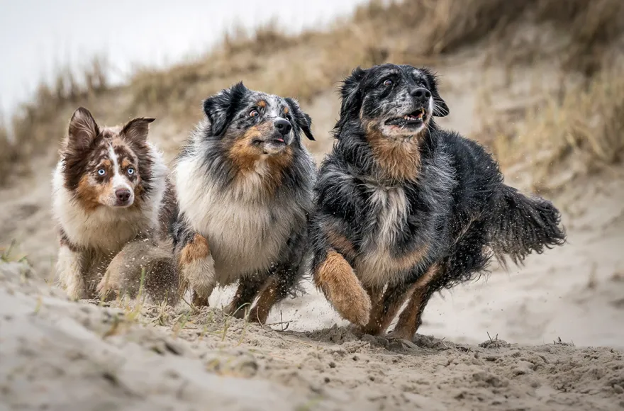 Hundeshooting Sankt Peter-Ording