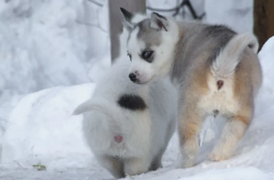 Husky Erlebnistag