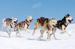 Husky Erlebnistag