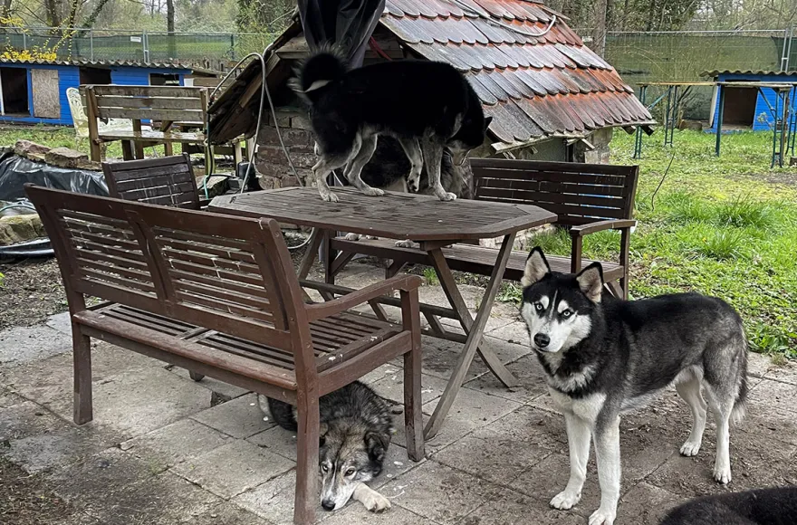 Husky Erlebnistag Neureut-Karlsruhe