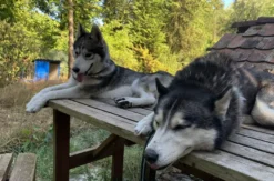 Husky Erlebnistag Neureut-Karlsruhe