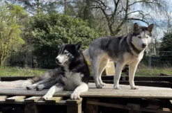 Husky Erlebnistag Neureut-Karlsruhe