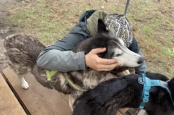 Husky Erlebnistag Neureut-Karlsruhe