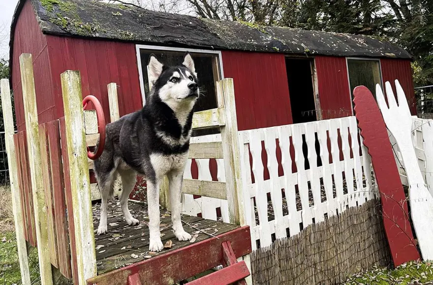 Husky Erlebnistag Neureut-Karlsruhe
