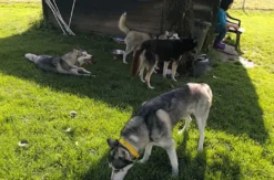 Husky Knuddelzeit in Goch