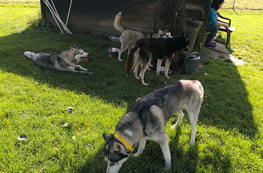 Husky Knuddelzeit in Goch