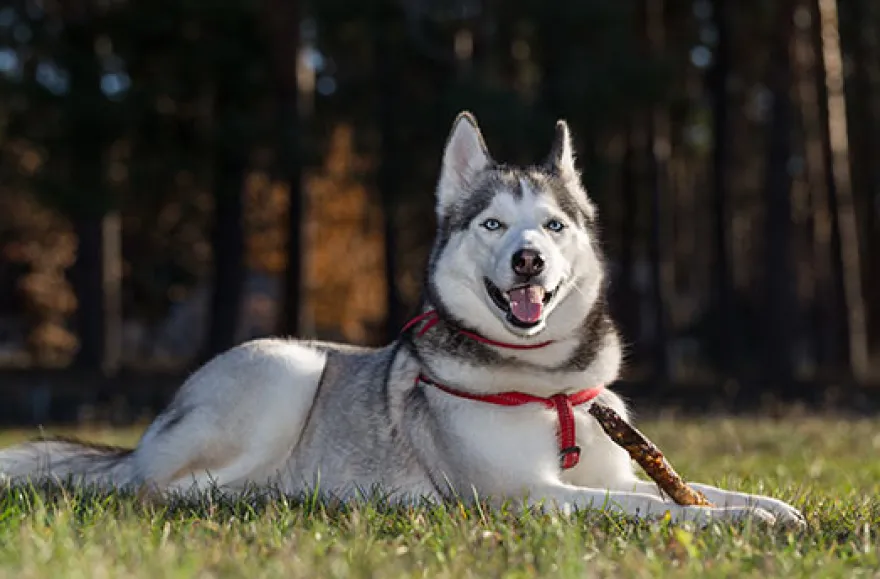 Husky Knuddelzeit in Goch
