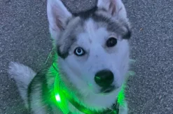 Husky Nachtwanderung Neuschwanstein