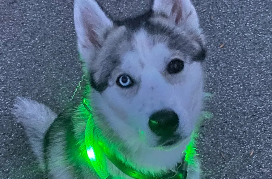 Husky Nachtwanderung Neuschwanstein