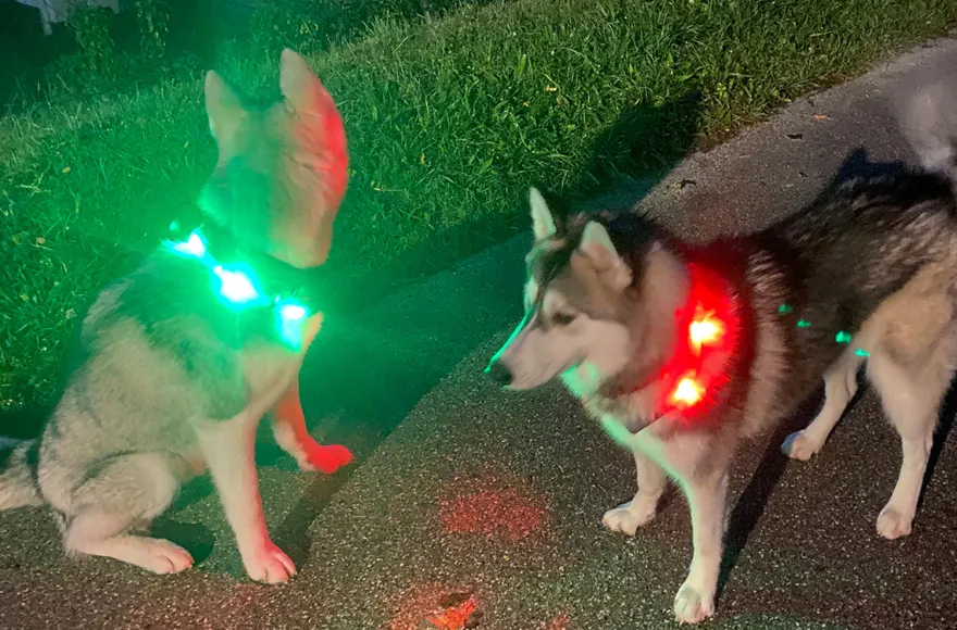 Husky Nachtwanderung Neuschwanstein
