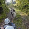 Husky Schlittenhundefahrt Ermenswil