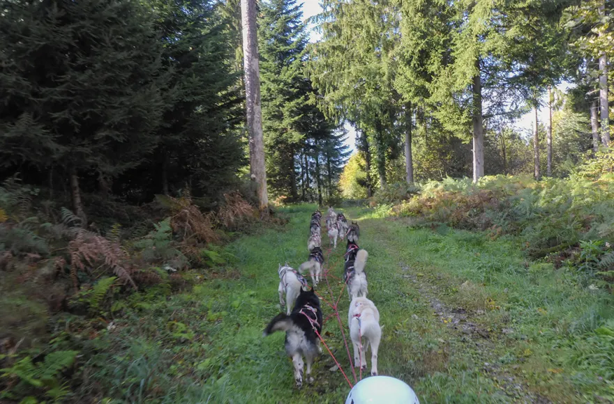 Husky Schlittenhundefahrt Ermenswil
