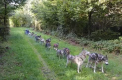 Husky Schlittenhundefahrt Ermenswil