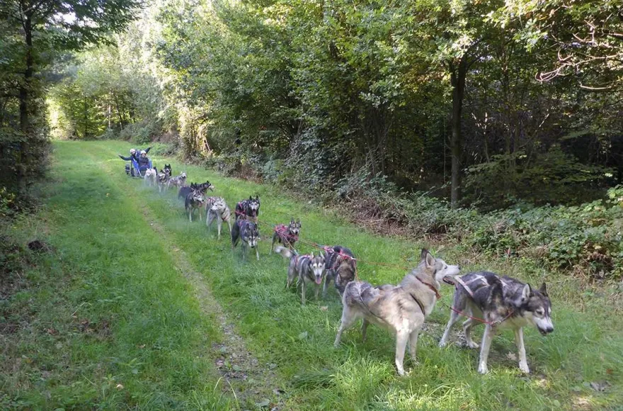 Husky Schlittenhundefahrt Ermenswil