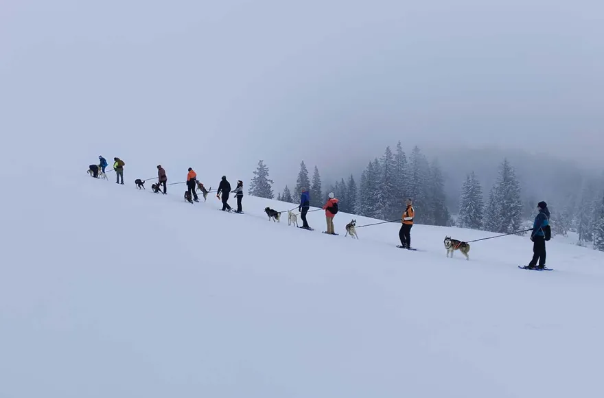 Husky Schneeschuhtrekking
